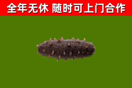 洛阳市烟酒回收干海参.jpg